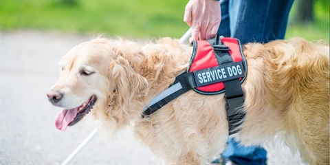 Service Dog